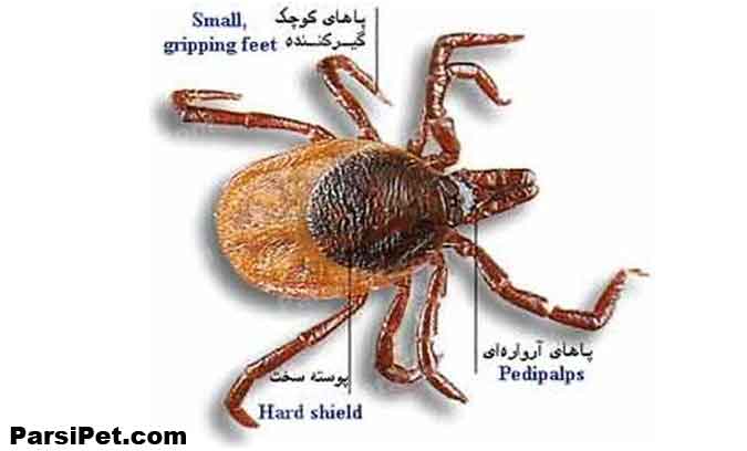 شپش کبوتر