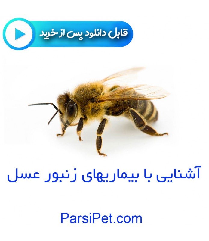 آشنایی با بیماریهای زنبور عسل