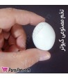 تخم مصنوعی کبوتر