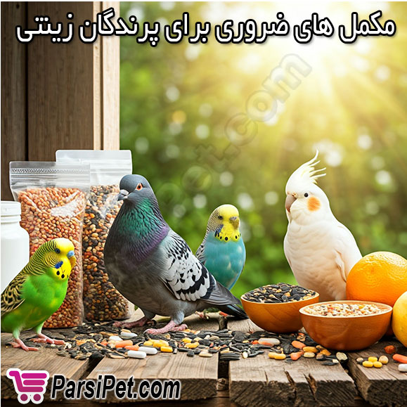 مکمل های ضروری برای پرندگان زینتی