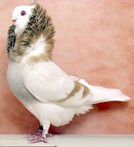 کبوتر نژاد هلندی