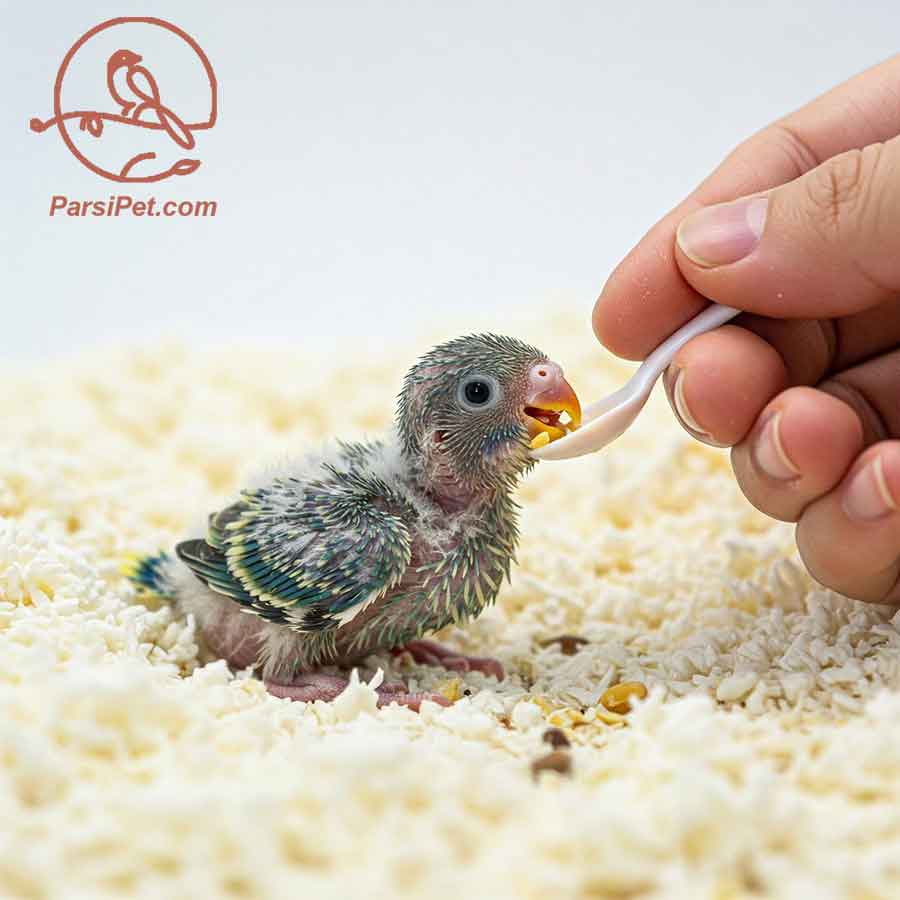 تغذیه دستی جوجه