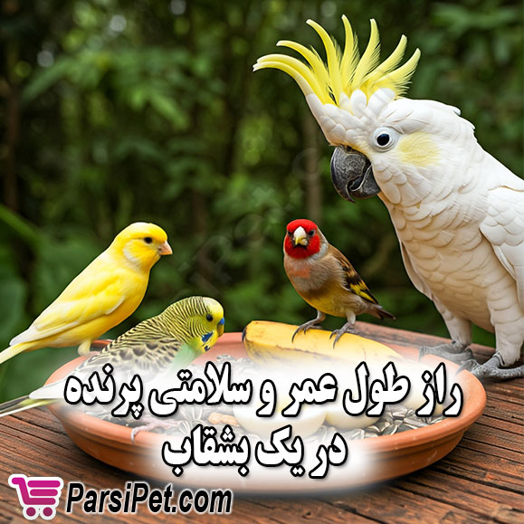 غذای مناسب پرنده