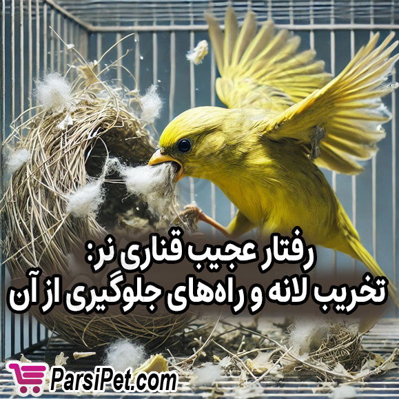 چرا قناری نر لانه را خراب می‌کند؟