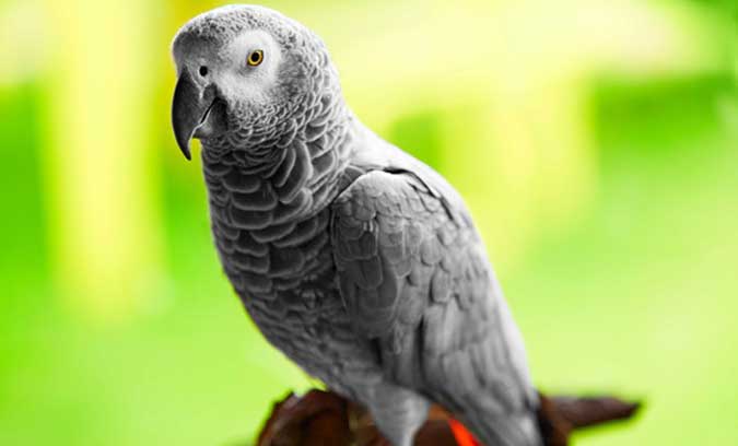 سخن گویی کاسکو