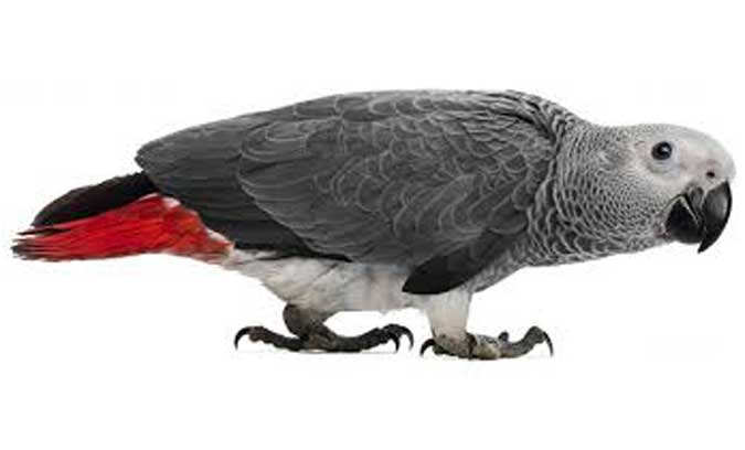 سخن گویی کاسکو