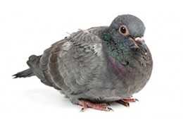 ورنیتوز (كلامیدیاز) کبوتر ، Ornithosis (Chlamydiosis)