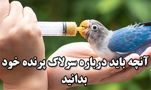 آنچه باید درباره سرلاک پرنده خود بدانید !؟