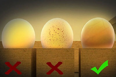 لانه سازی و تخم گذاری قناری و مراقبت از تخم ها
