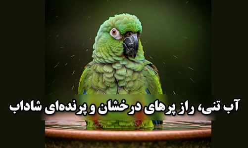 آب تنی، راز پرهای درخشان و پرنده‌ای شاداب