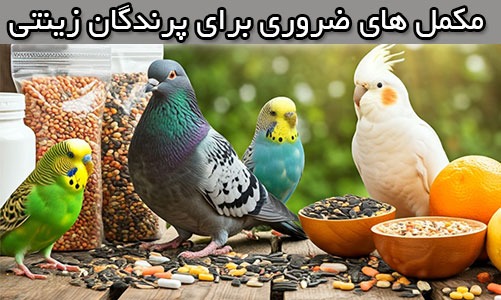 مکمل های ضروری برای پرندگان زینتی