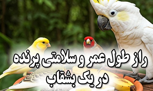 راز طول عمر و سلامتی پرنده‌ شما در یک بشقاب