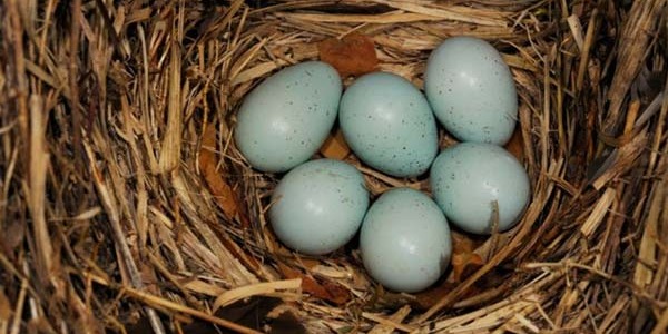 علل تخم هرز و عدم باروری تخم ها در قناري