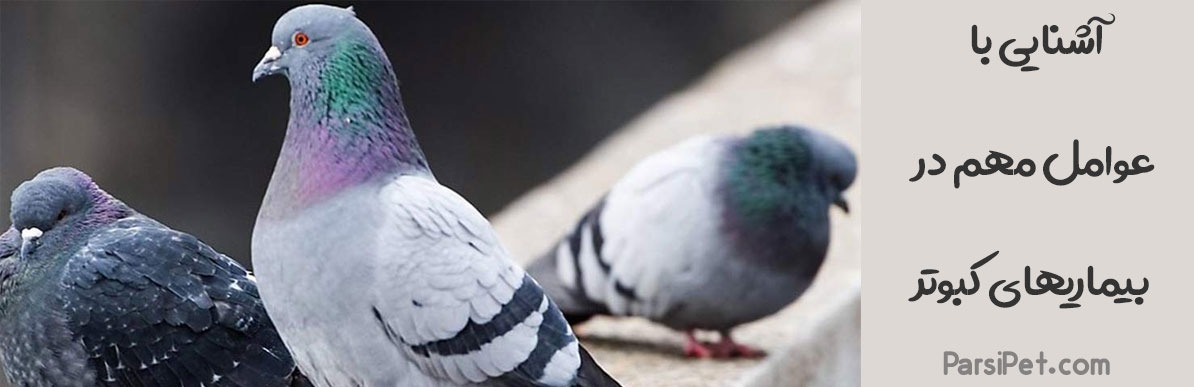آشنایی با عوامل مهم در بیماریهای کبوتر