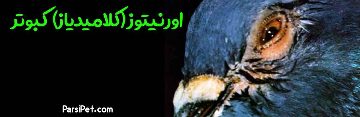 ورنیتوز (كلامیدیاز) کبوتر ، Ornithosis (Chlamydiosis)